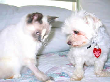 a little kitten and a small dog are sitting together on a bed